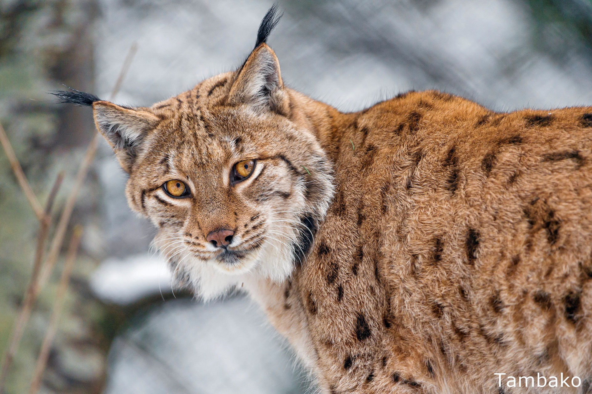 Le lynx boréal  Portail des parcs nationaux de France